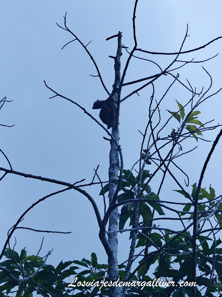 Colugo o lemur volador, un animal muy dificil de ver en las Islas Perhentian Colugo o lemur volador ,un animal muy dificil de ver en las Islas Perhentian - Los viajes de Margalliver