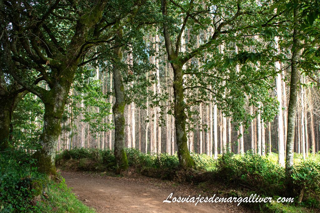 precioso bosque cruzado en el Camino de Santiago precioso bosque cruzado en el Camino de Santiago - Los viajes de Margalliver