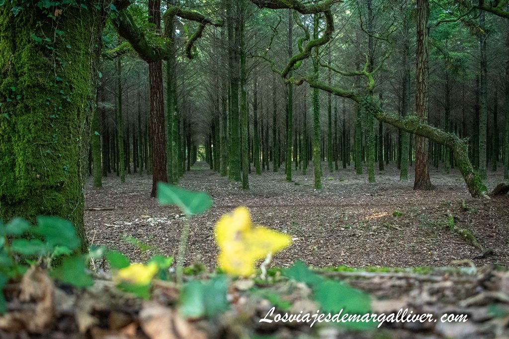 Estampa de un precioso bosque lleno de musgo Estampa de un precioso bosque lleno de musgo - Los viajes de Margalliver