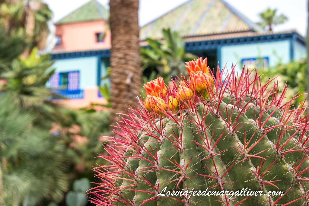 Detalle de uno de los cactus en el jardín Majorelle de Marrakech Detalle de uno de los cactus en el jardín Majorelle de Marrakech - Los viajes de Margalliver
