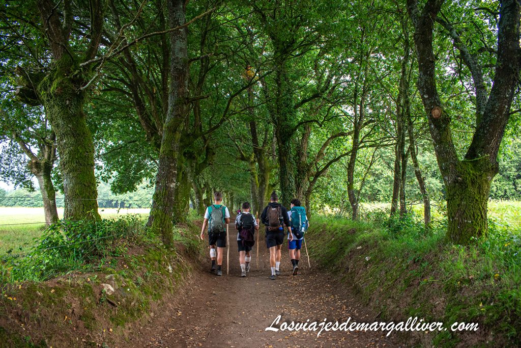 Grupo de amigos realizando el Camino de Santiago Grupo de amigos realizando el Camino de Santiago - Los viajes de Margalliver