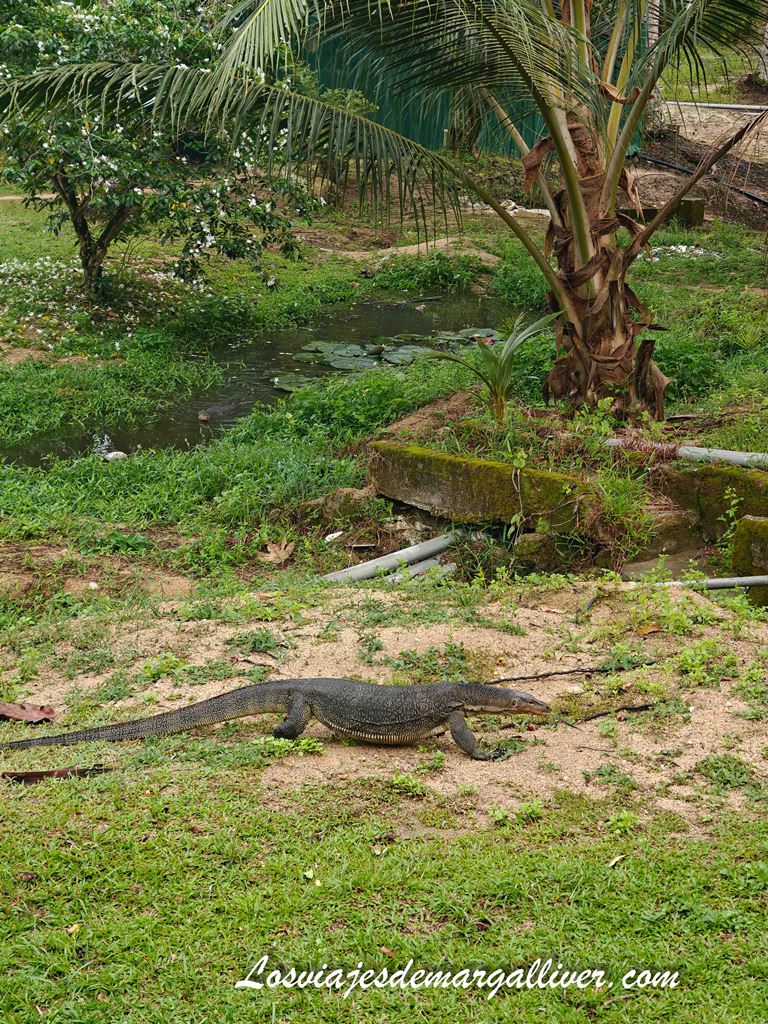 Lagarto monitor cerca de nuestro bungalow en las Islas Perhentian Lagarto monitor cerca de nuestro bungalow en las Islas Perhentian - Los viajes de Margalliver