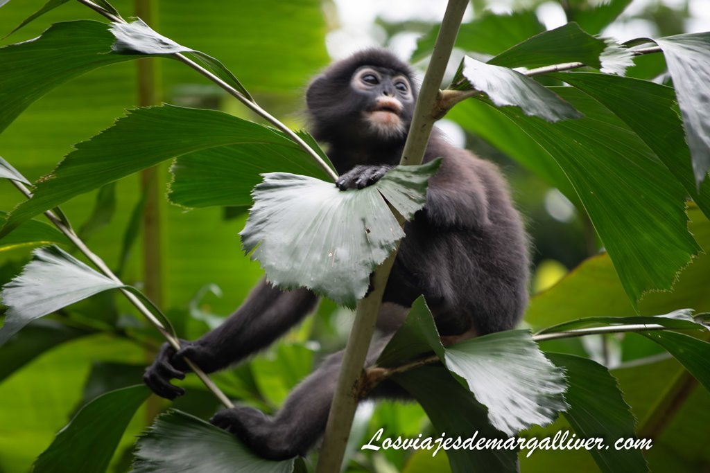 Langur de anteojos, fauna de las Islas Perhentian Langur de anteojos, fauna de las Islas Perhentian - Los viajes de Margalliver