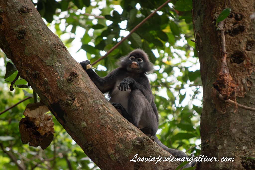 Langur de anteojos cerca de nuestro bungalow en las Islas Perhentian Langur de anteojos cerca de nuestro bungalow en las Islas Perhentian - Los viajes de Margalliver