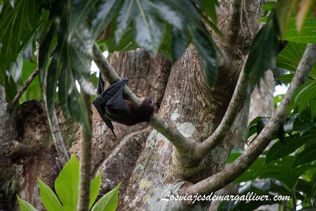 Murcielago colgado en las Islas Perhentian Malasia Murcielago colgado en las Islas Perhentian Malasia - Los viajes de Margalliver