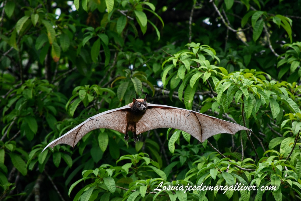 Murcielago de la fruta en pleno vuelo en las Islas Perhentian Murcielago de la fruta en pleno vuelo en las Islas Perhentian - Los viajes de Margalliver