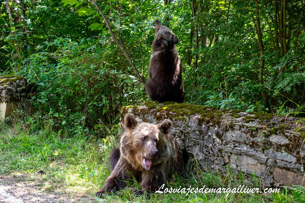 Osa con osezno en Transfagarasan, Rumanía - Los viajes de Margalliver
