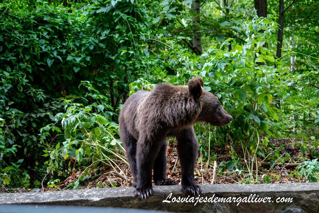 Oso salvaje en la carretera Transfagarasan , Rumanía - Los viajes de Margalliver