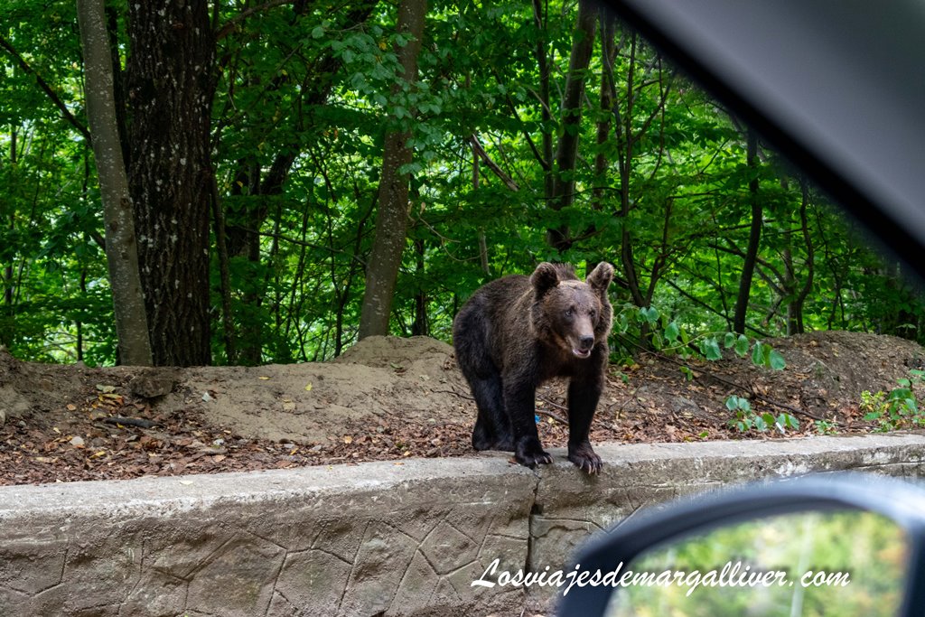 Ver osos en la carretera Transfagarasan en Rumanía - Los viajes de Margalliver