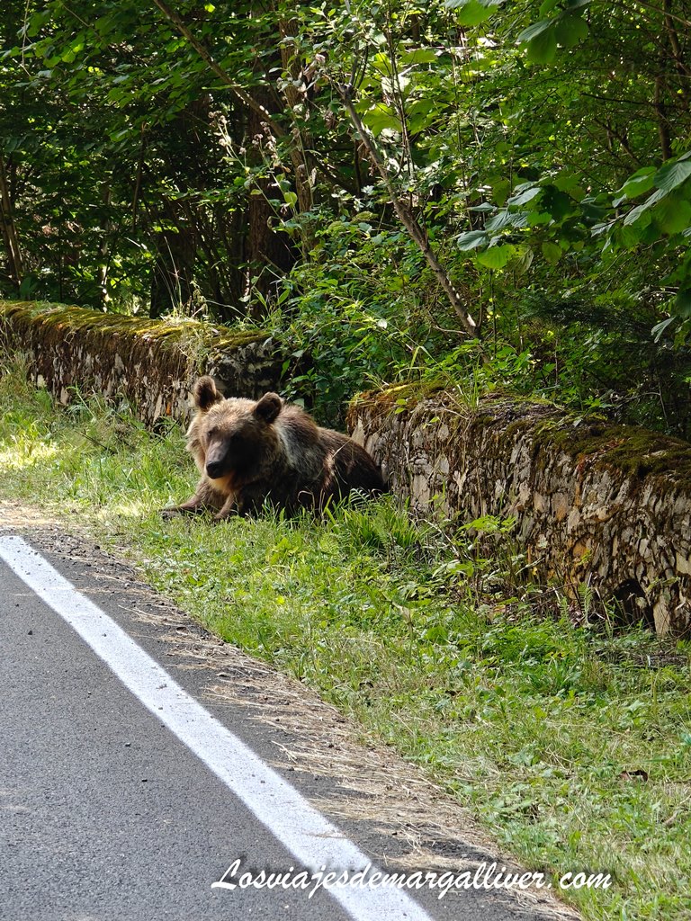 Oso pardo salvaje en la carretera de Transfagarasan en Rumanía - Los viajes de Margalliver