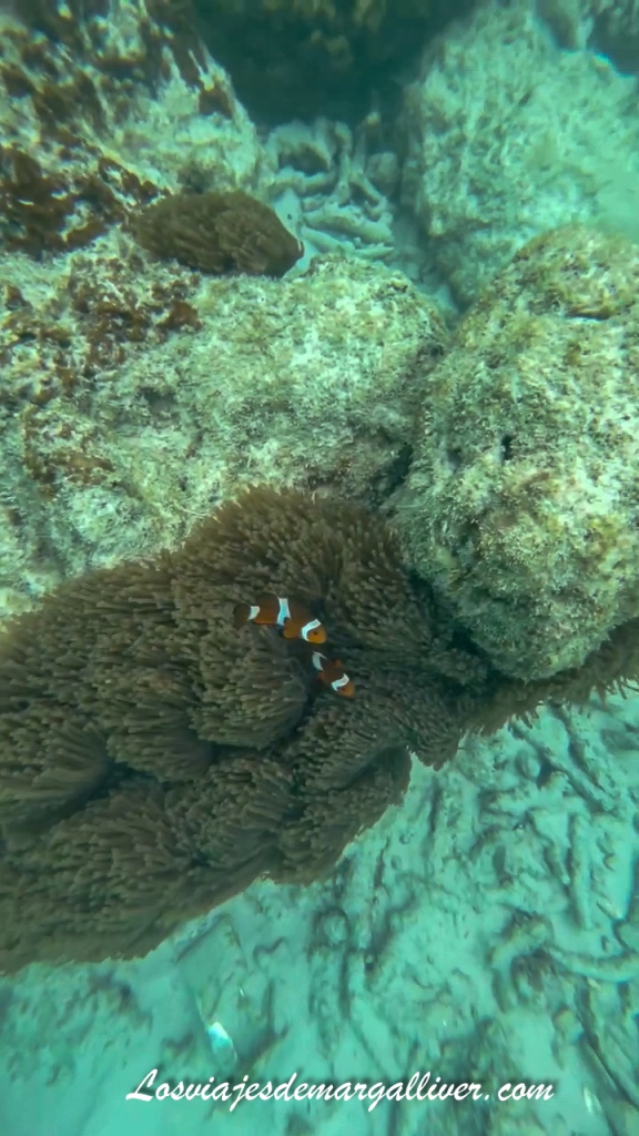 Peces payasos en las Islas Perhentian, Malasia Peces payasos en las Islas Perhentian, Malasia - Los viajes de Margalliver