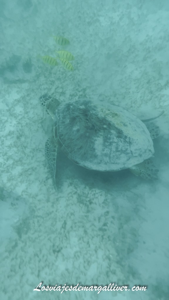 Preciosa tortuga que pudimos ver en las Islas Perhentian, Malasia Preciosa tortuga que pudimos ver en las Islas Perhentian, Malasia - Los viajes de Margalliver