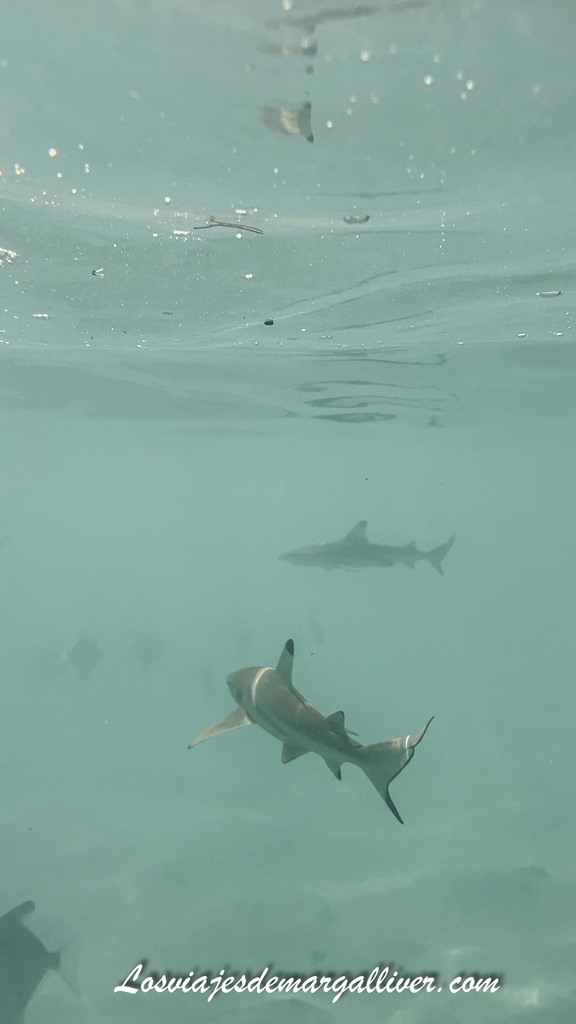 Tiburones baby en la playa de Teluk Pauh, Islas Perhentian Tiburones baby en la playa de Teluk Pauh, Islas Perhentian - Los viajes de Margalliver