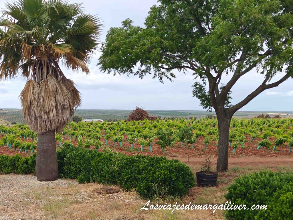 Viñas de la bodega Pagos de la Encomienda en Tierra de Barros, Extremadura Viñas de la bodega Palacio Quemado en Tierra de Barros, Extremadura - Los viajes de Margalliver